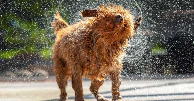 Why I Teach My Clients to Shake it Off image