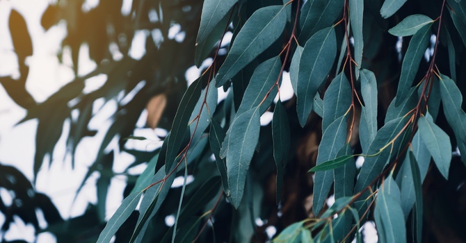 The Transformative Power of Meaning Therapy: Finding Purpose in Healing