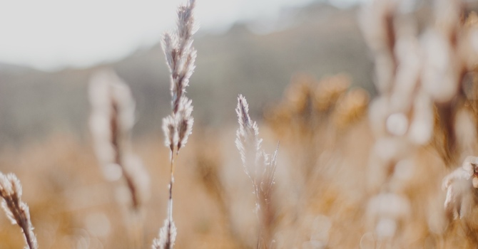 Finding Purpose in the Pain: The Value of Meaning Therapy